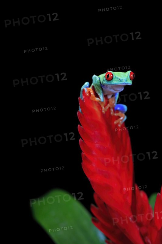 Red-eyed tree frog (Agalychnis callidryas), adult, on bromeliad, captive, Central America