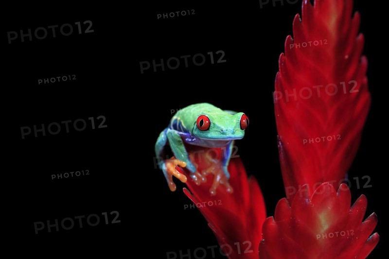 Red-eyed tree frog (Agalychnis callidryas), adult, on bromeliad, captive, Central America
