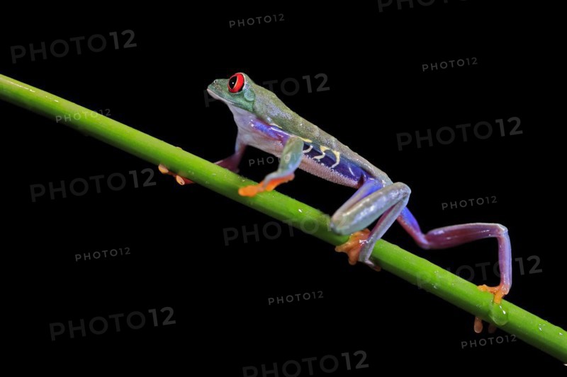 Red-eyed tree frog (Agalychnis callidryas), adult, on green stem, Aeonium, captive, Central America