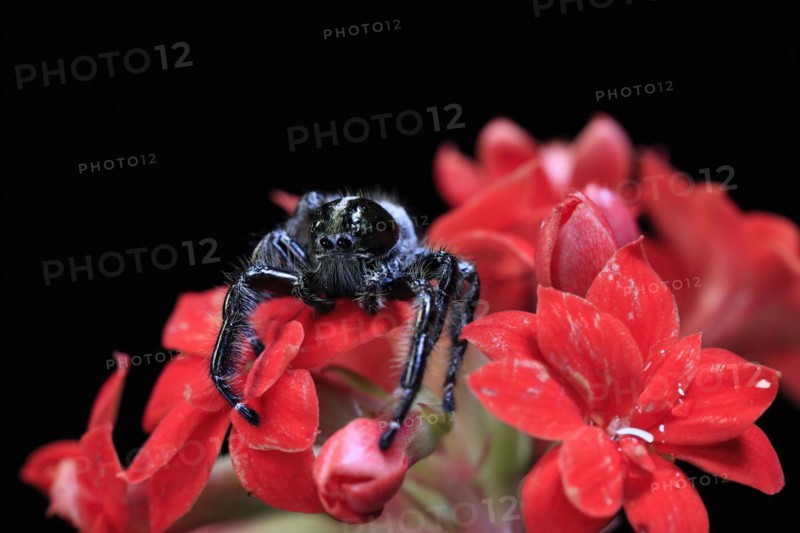 Tan jumping spider (Platycryptus undatus), adult, on leaf, North America, captive