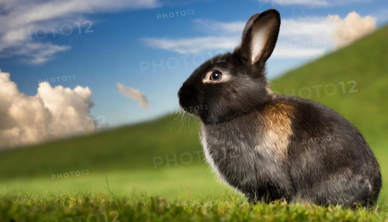 KI generated, A colourful dwarf rabbit in a meadow in summer, side view, (Brachylagus idahoensis)