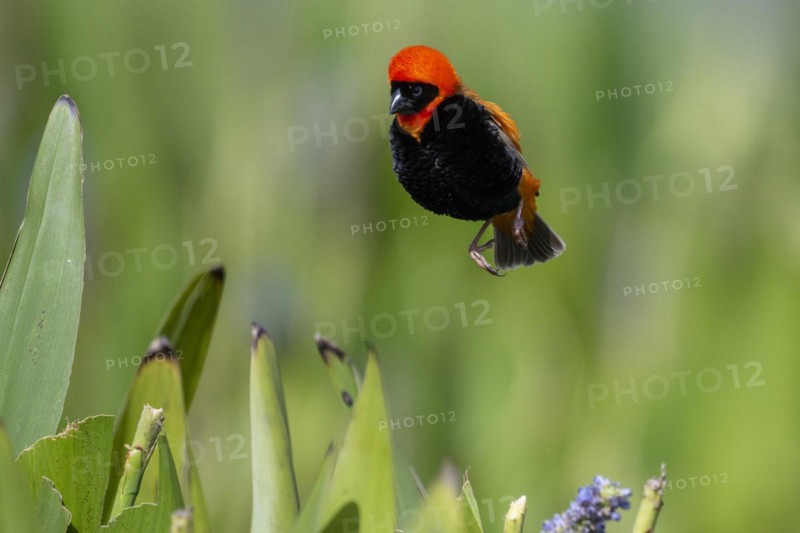 Southern red bishop (Euplectes orix), Irene, Gauteng, South Africa, Africa