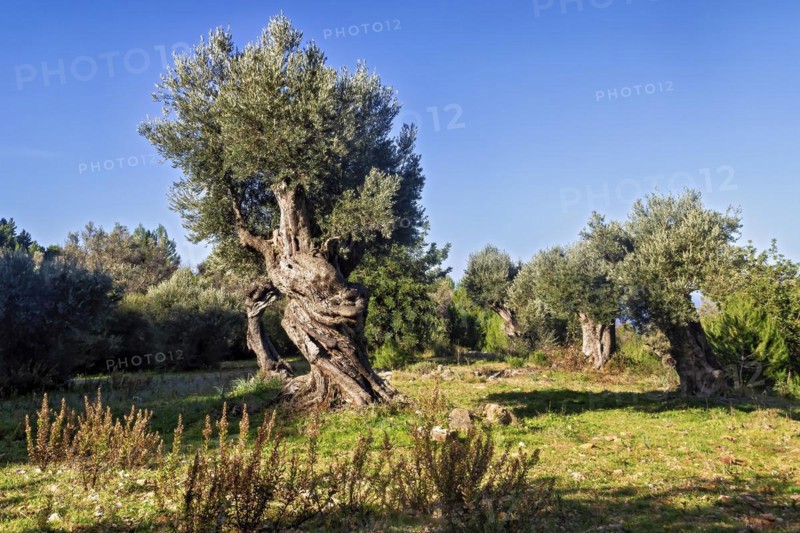 Golden sunlight casting shadows on olive trees with a clear blue sky above, Hiking tour from Estellences to Banyalbufar, Mallorca
