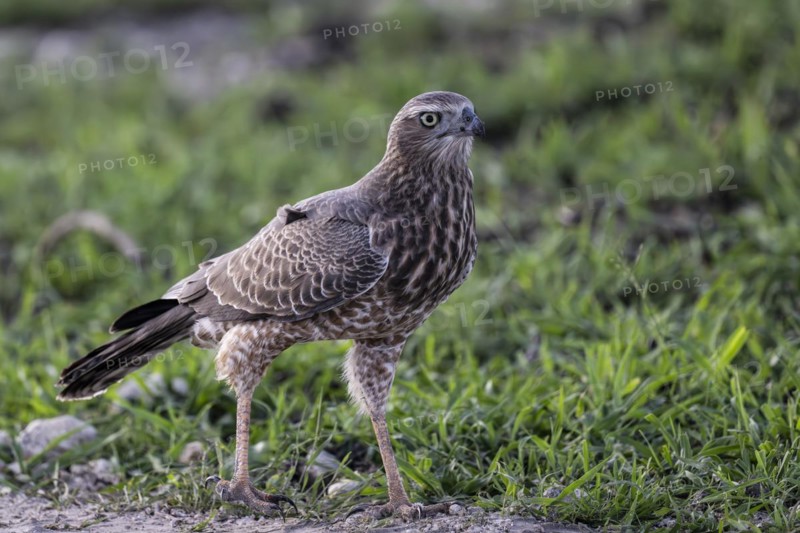 Silver Singing Goshawk, also known as pale chanting goshawk (Melierax canorus) juvenile, Madikwe Game Reserve, North West Province, South Africa, RSA, Africa