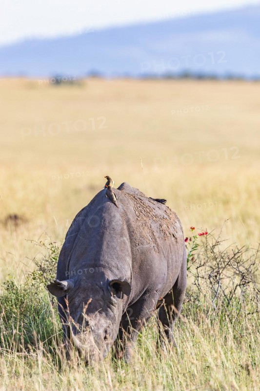 Black rhinoceros (Diceros bicornis) with Yellow-billed oxpecker (Buphagus africanus) on the back at a grass savanna in Africa, Maasai Mara National Reserve, Kenya, Africa