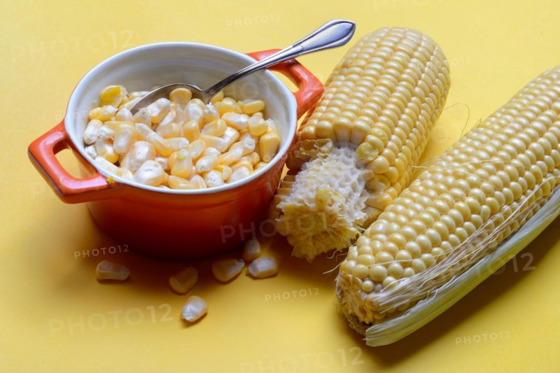 Fresh maize kernels in pots and cobs, corn (Zea mays)