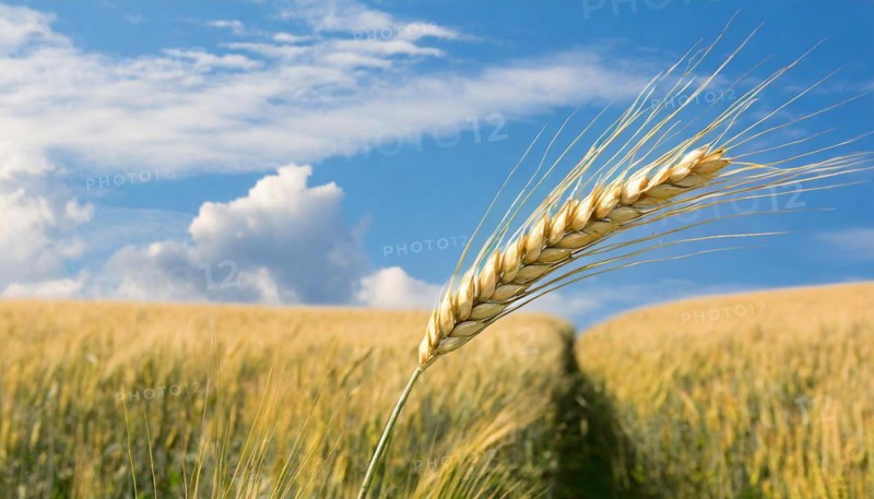 AI generated, A single ear in the cornfield, Barley
