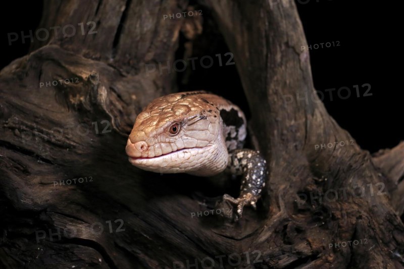 Indonesian blue-tongued skink (Tiliqua gigas), adult, captive, Indonesia, Asia