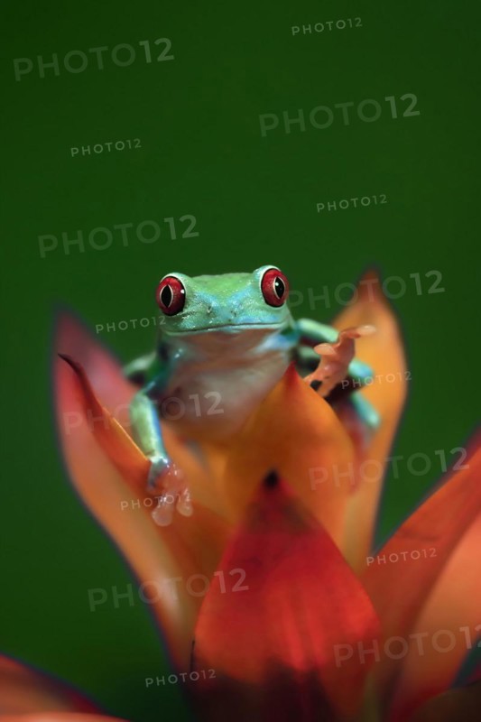 Red-eyed tree frog (Agalychnis callidryas), adult, on bromeliad, captive, Central America