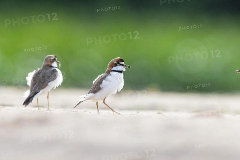 Slender-billed plover (Anarhynchus collaris) Pantanal Brazil