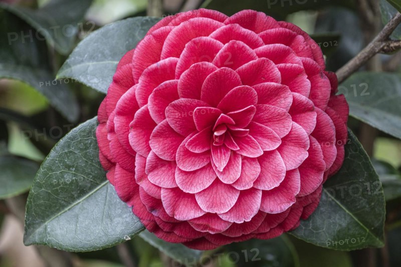 Camellia (Camellia japonica) blossom, Emsland, Lower Saxony, Germany, Europe