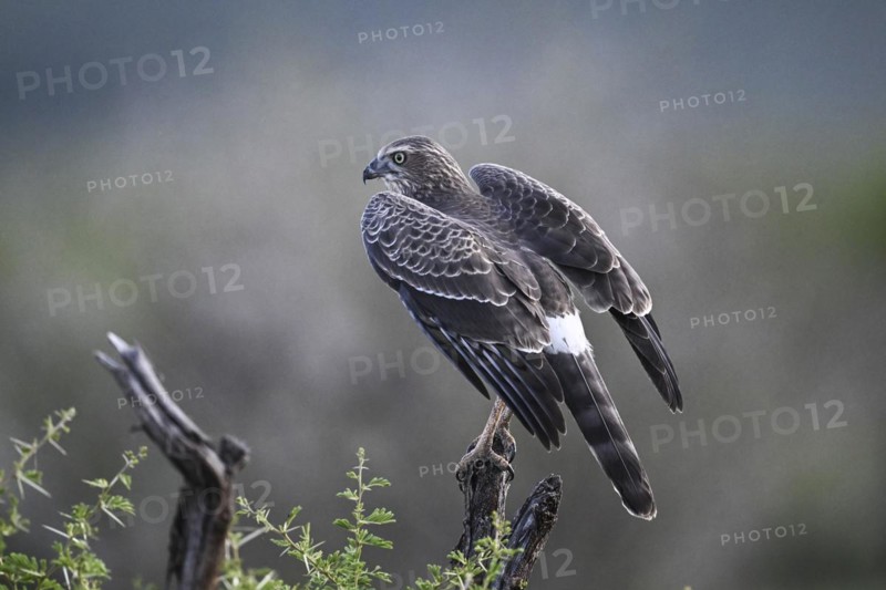 Silver Singing Goshawk, also known as pale chanting goshawk (Melierax canorus) juvenile, Madikwe Game Reserve, North West Province, South Africa, RSA, Africa