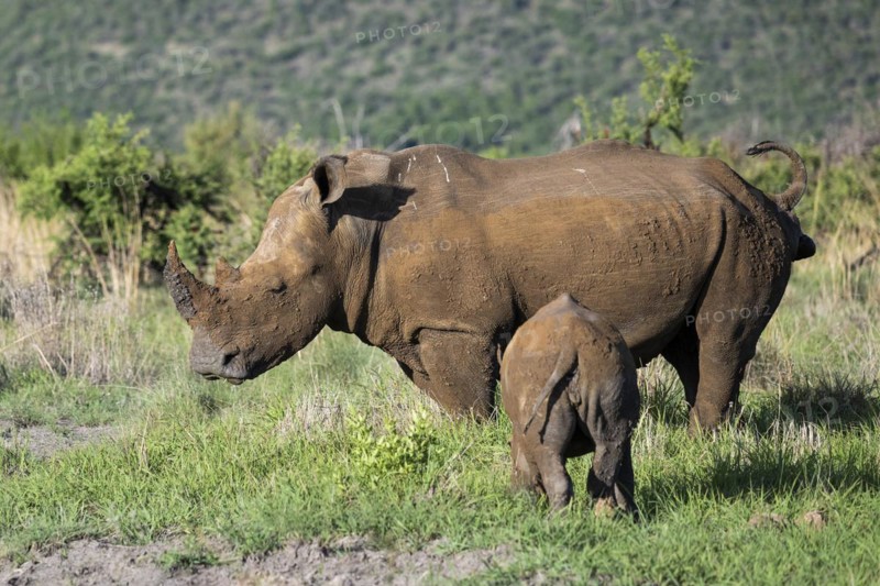 White rhinoceros (Ceratotherium simum) cow with baby, Madikwe Game Reserve, North West Province, South Africa, RSA, Africa