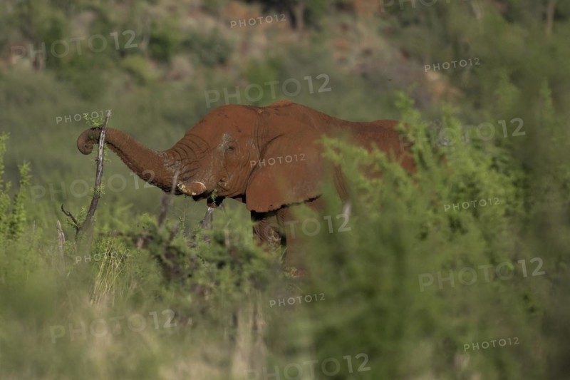 African elephant (Loxodonta africana) Madikwe Game Reserve, North West Province, South Africa, RSA, Africa