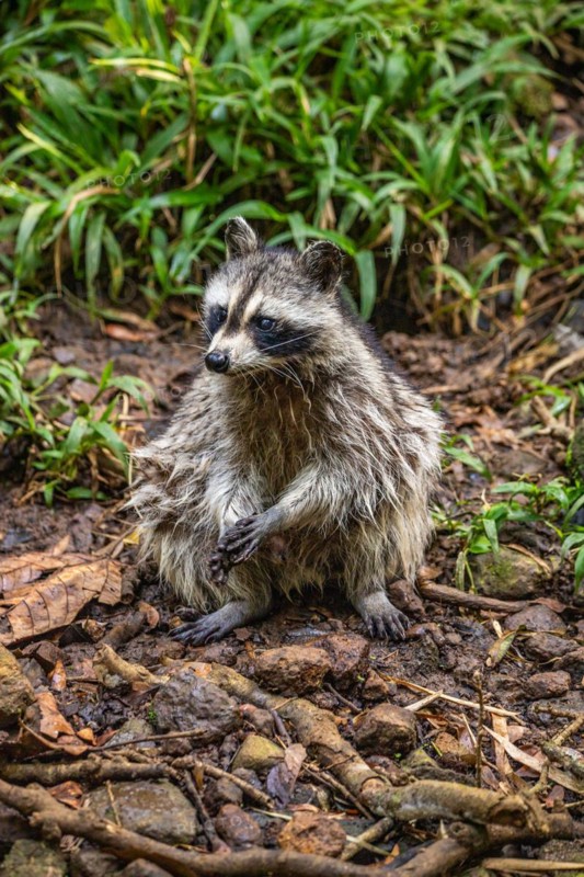 Raccoon in natural environment, close-up, portrait of the animal on Guadeloupe au Parc des Mamelles, in the Caribbean. French Antilles, France, Europe