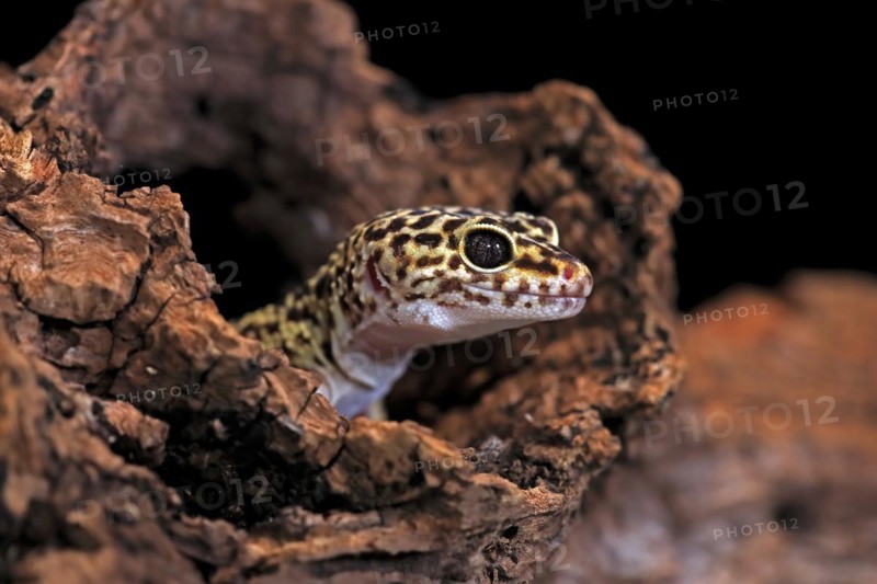Leopard gecko (Eublepharis macularius), adult, portrait, looks out of burrow, captive