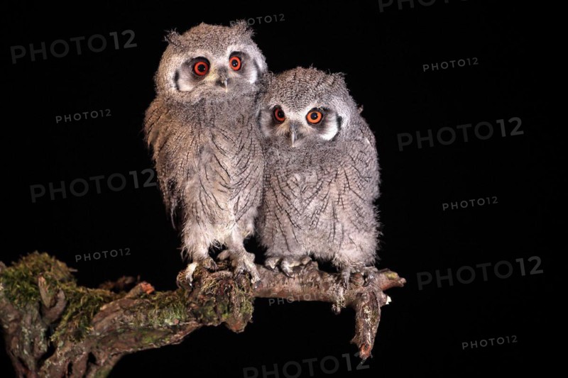 Southern white-faced owl (Ptilopsis granti), juvenile, two juveniles, siblings, at night, on guard, captive
