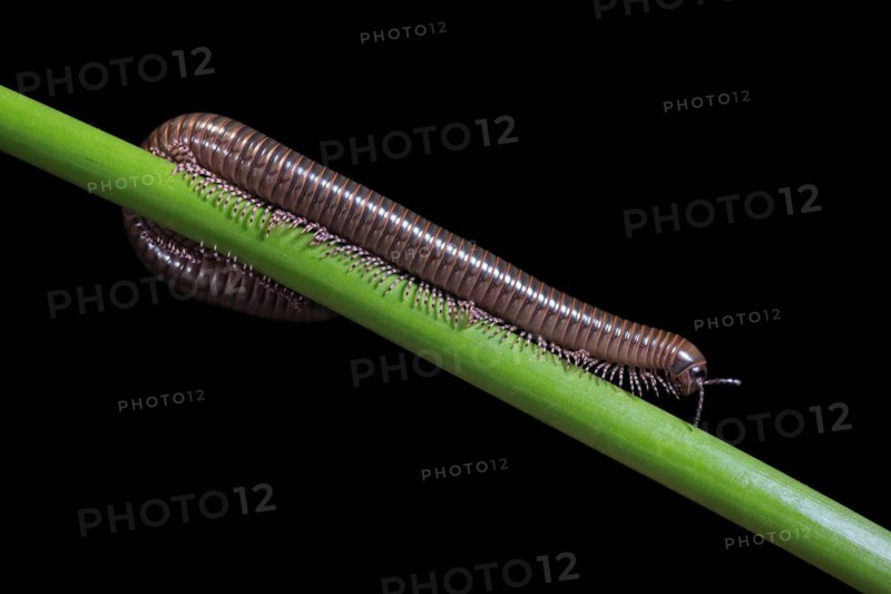 Millipedes (Diplopoda), adult, on plant stems, at night, Great Britain