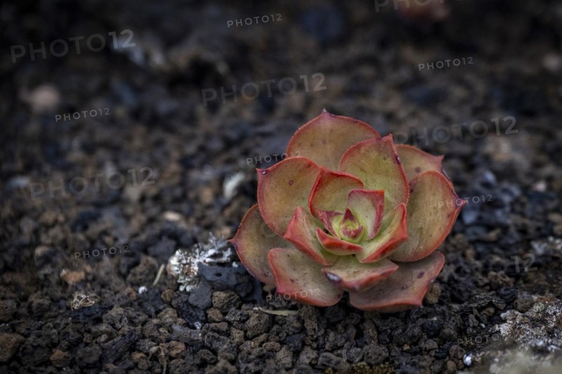 Aeonium, succulent, in lava rock, Lanzarote, Canary Islands, Spain, Europe