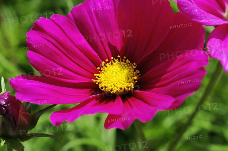 Close-up of a bright pink flower (Cosmea bipinnata), Cosmea, with yellow flower centre surrounded by greenery, Stuttgart, Baden-Wuerttemberg, Germany, Europe