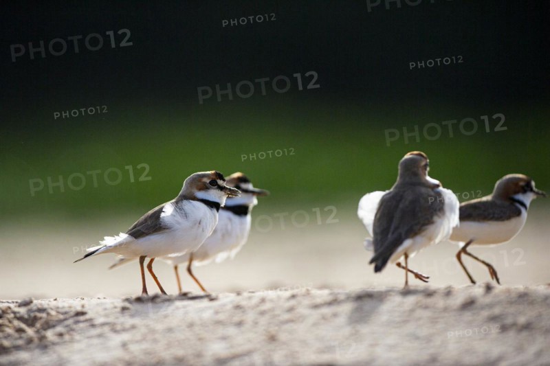 Slender-billed plover (Anarhynchus collaris) Pantanal Brazil