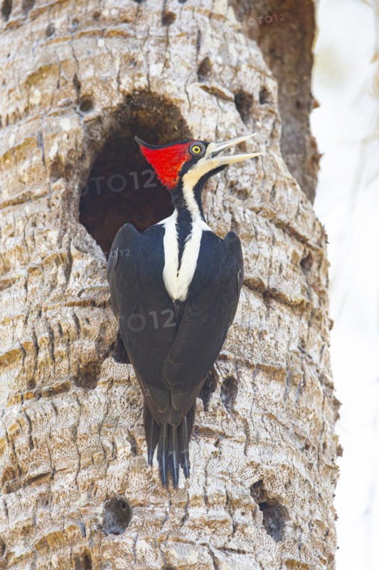 Crimson-crested woodpecker (Campephilus melanoleucos) Pantanal Brazil