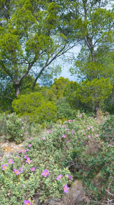 Wild carpet of flowers with many pink-coloured blossoms, whitish cistus (Cistus albidus) in the pine forest, green trees in the background, barren, stony ground, Mediterranean vegetation, nature, Mediterranean Sea under blue sky in the background, hiking trail from Sant Elm to the old watchtower Torre Cala Basset, Serra de Tramuntana, Mediterranean island Majorca, Spain, Europe