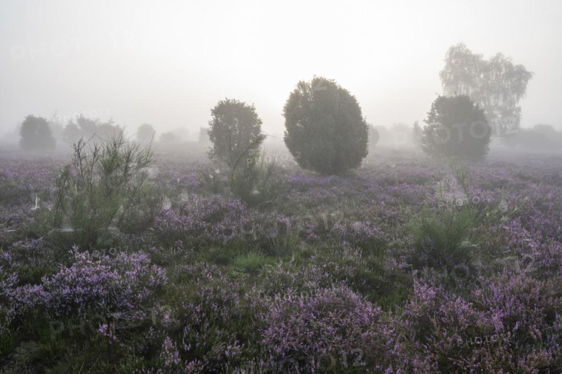 Heath landscape, flowering common heather (Calluna vulgaris), common broom (Cytisus scoparius) and common juniper (Juniperus communis), spider webs, morning mist, Lueneburg Heath, Lower Saxony, Germany, Europe