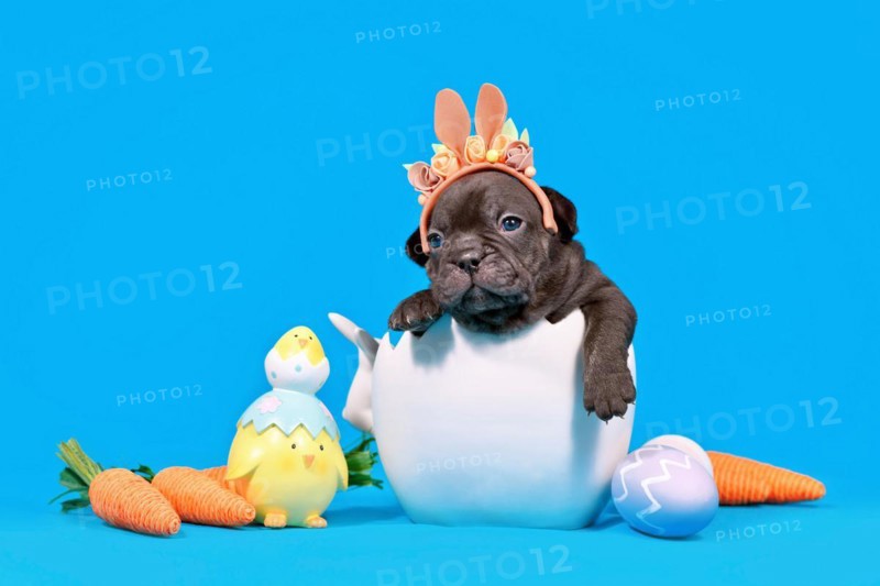 Cute black French Bulldog dog puppy with Easter bunny ears sitting in egg shell on blue background with decorative carrots and chicks