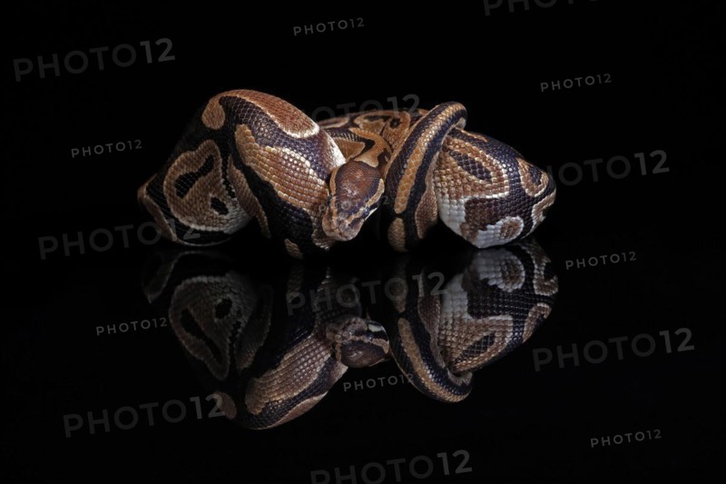 King python, (Python regius), adult, resting, captive, Central Africa, West Africa