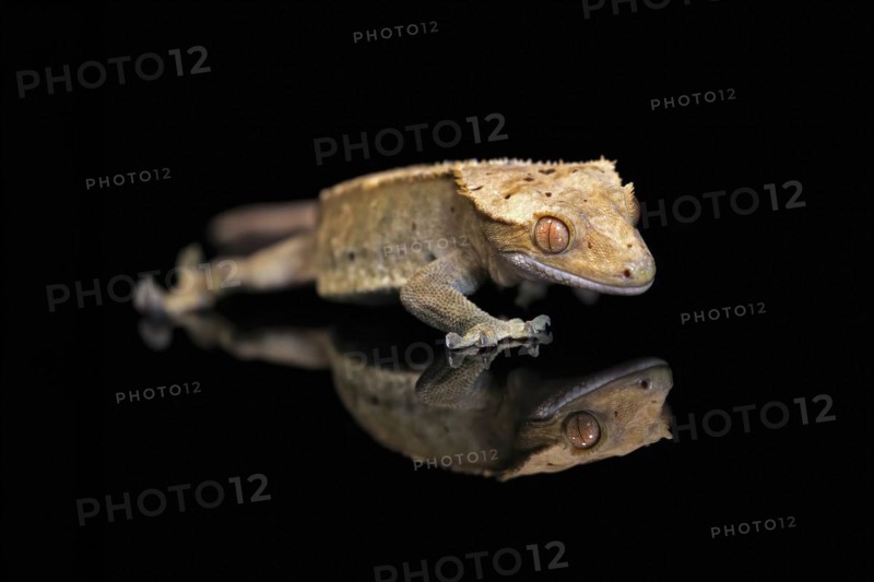 New Caledonian eyelash gecko (Correlophus ciliatus), adult, captive, New Caledonia, Oceania
