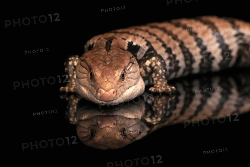Indonesian blue-tongued skink (Tiliqua gigas), adult, captive, Indonesia, Asia