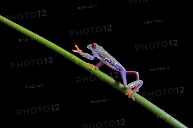 Red-eyed tree frog (Agalychnis callidryas), adult, on green stem, Aeonium, captive, Central America