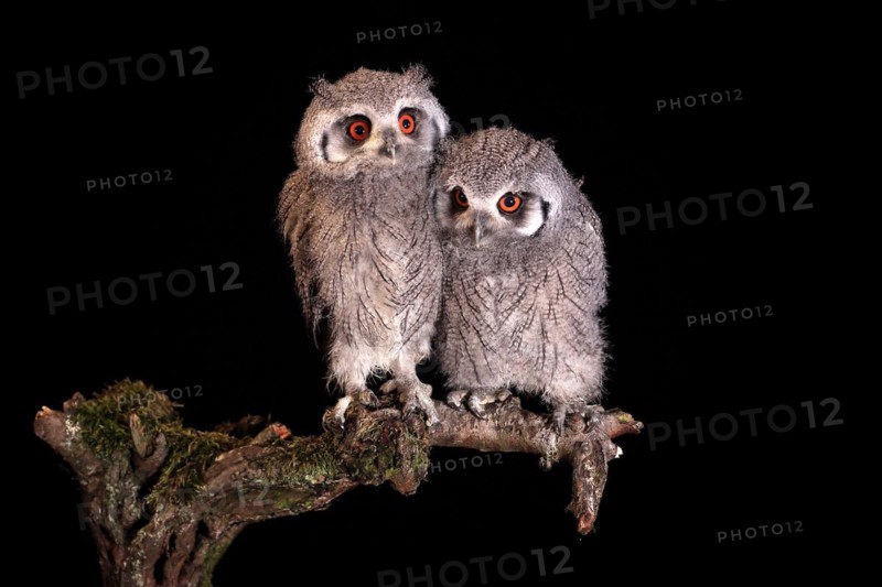 Southern white-faced owl (Ptilopsis granti), juvenile, two juveniles, siblings, at night, on guard, captive