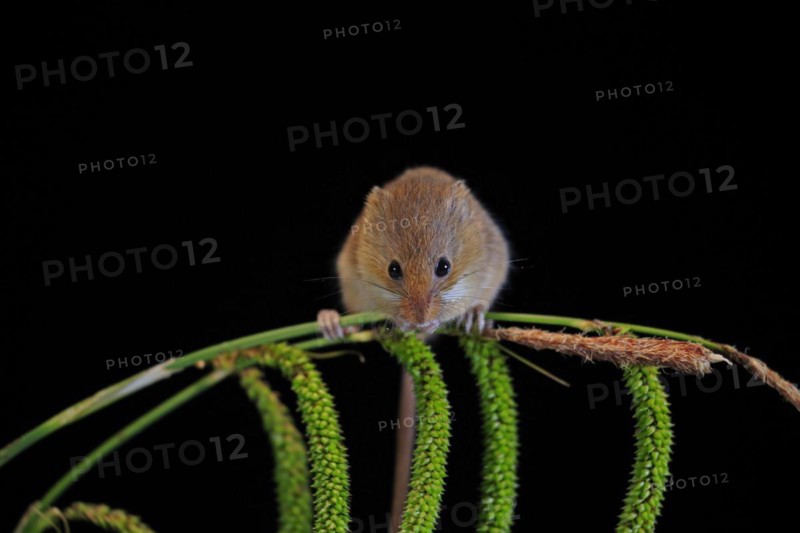 Eurasian harvest mouse (Micromys minutus), adult, on plant stalks, ears of corn, foraging, at night, Scotland, Great Britain