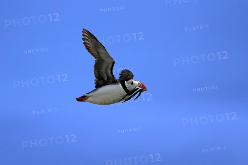 Puffin (Fratercula arctica), adult, flying, with sand eels, with food, Faroe Islands, England, Great Britain, Europe