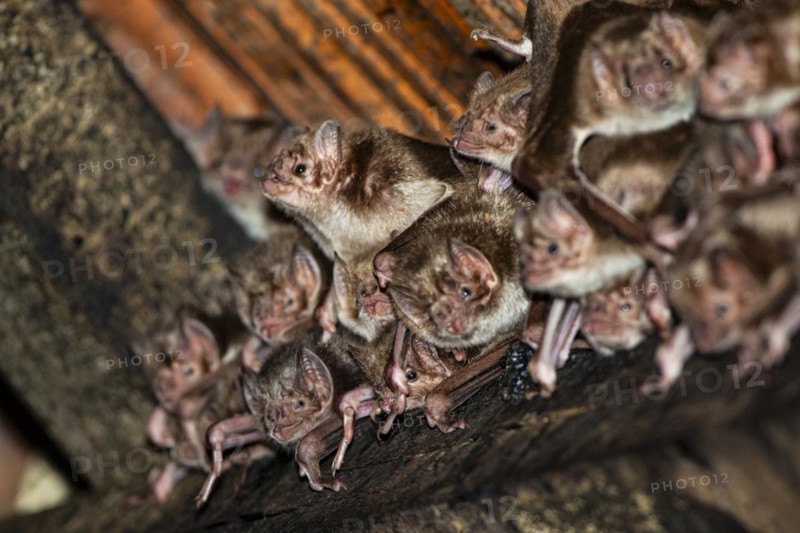 Common vampire bat (Desmodus rotundus) Pantanal Brazil