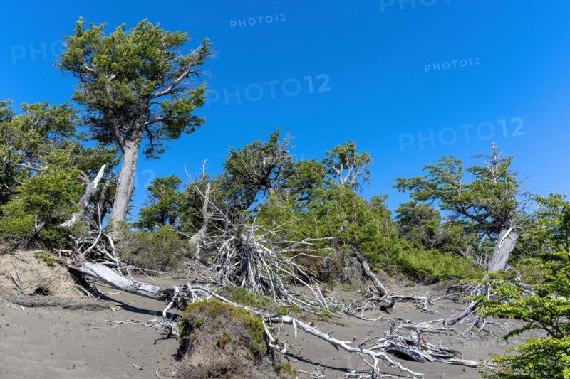 Riparian forest at Lago Grey, Torres del Paine National Park, Parque Nacional Torres del Paine, Cordillera del Paine, Towers of the Blue Sky, Region de Magallanes y de la Antartica Chilena, Ultima Esperanza Province, UNESCO Biosphere Reserve, Patagonia, End of the World, Chile, South America