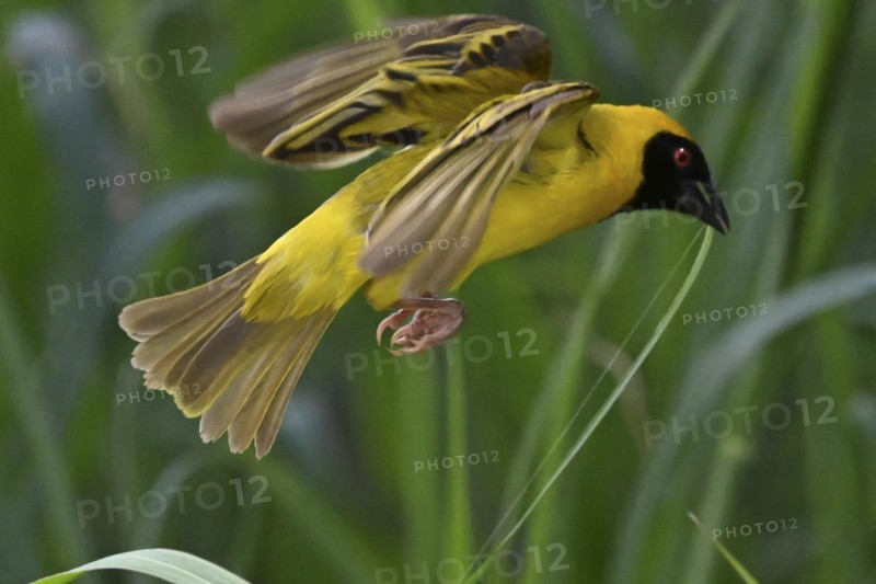 Southern masked weaver (Ploceus velatus) collecting nesting material, Madikwe Game Reserve, North West Province, South Africa, RSA, Africa