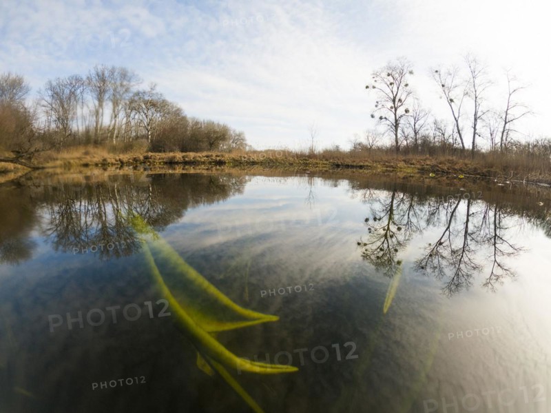 Yellow water-lilies (Nuphar lutea), water, Lower Austria