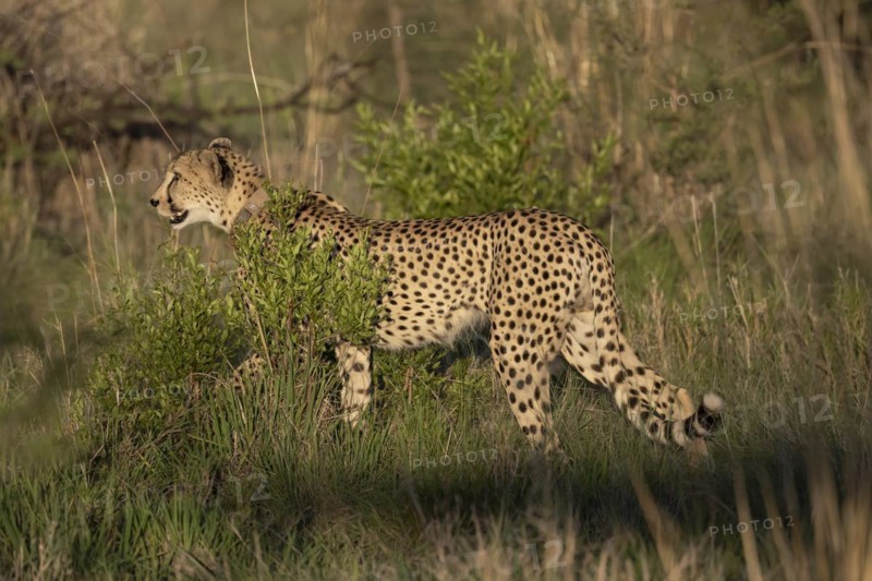Cheetah (Acinonyx jubatus), Madikwe Game Reserve, North West Province, South Africa, RSA, Africa