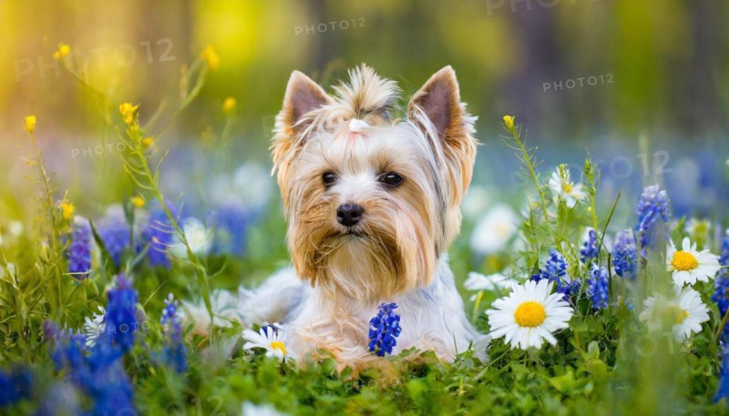 KI generated, A white Yorkshire Terrier lying in a flower meadow, (Canis lupus familiaris)