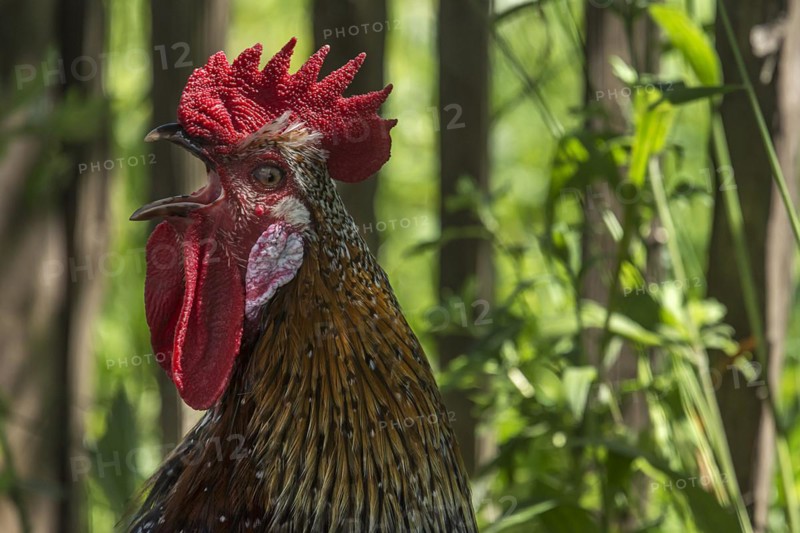 Crowing cock (Gallus) in the undergrowth, Mecklenburg-Western Pomerania, Germany, Europe