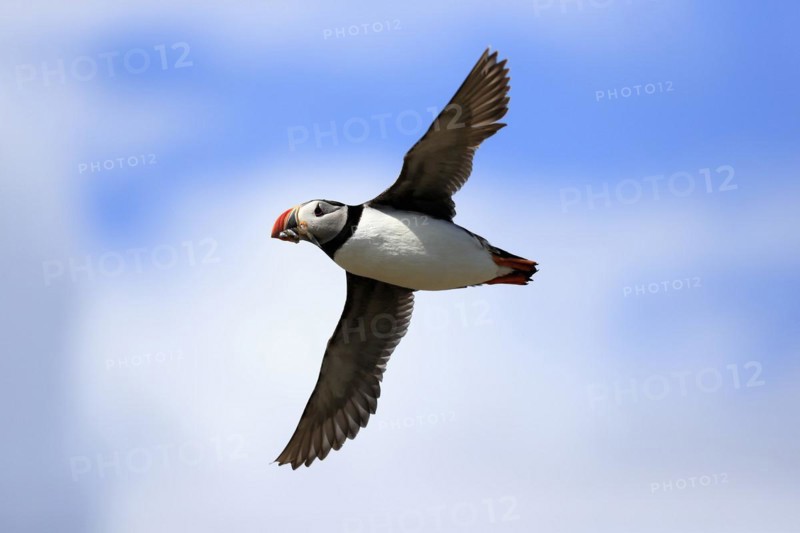 Puffin (Fratercula arctica), adult, flying, with sand eels, with food, Faroe Islands, England, Great Britain, Europe