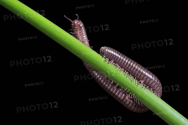 Millipedes (Diplopoda), adult, on plant stems, at night, Great Britain