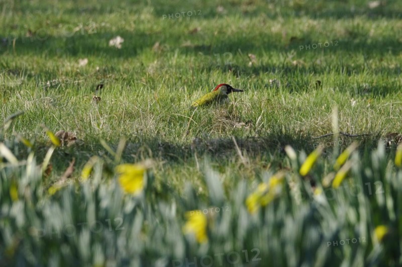 Green woodpecker in a meadow, March, Germany, Europe