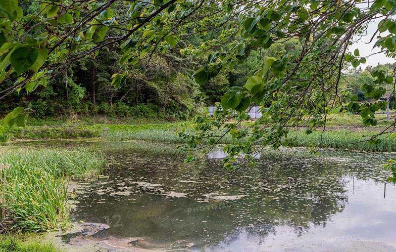 Calm pond surrounded by lush trees with people in the distance, in South Korea