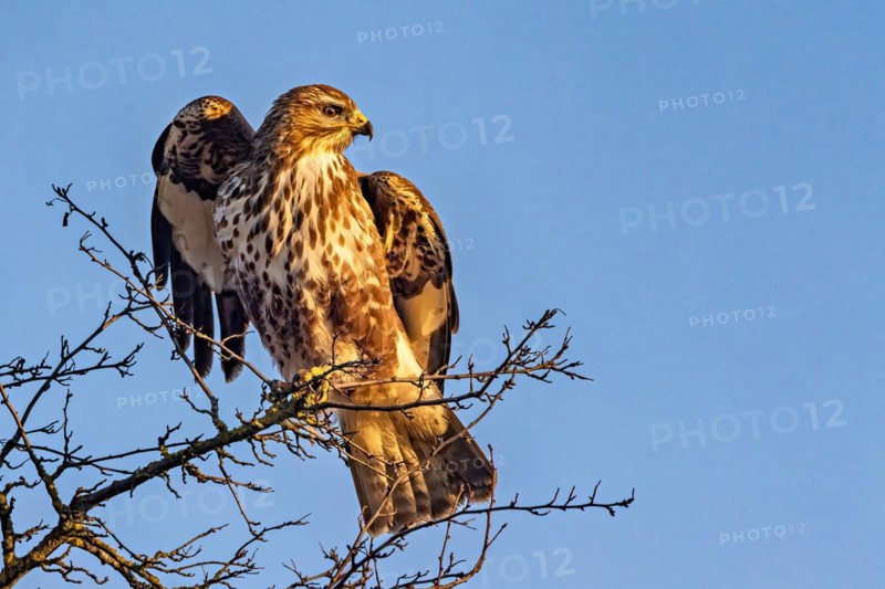 A rough-legged hawk perched on bare tree branches against a clear blue sky, Buteo buteo, Buzzard, Wagbachniederung