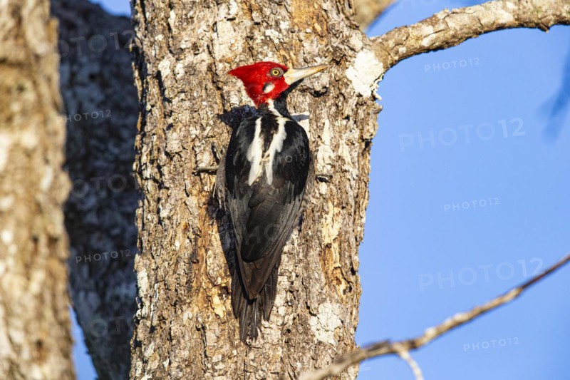 Crimson-crested woodpecker (Campephilus melanoleucos) Pantanal Brazil