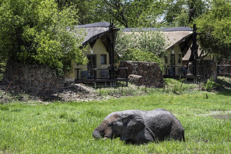 African elephant (Loxodonta africana) in front of Tau Lodge, Madikwe Game Reserve, North West Province, South Africa, RSA, Africa